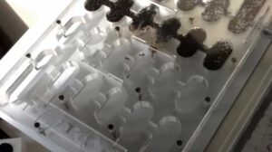 Mierenboerderij Plasticutnest 01